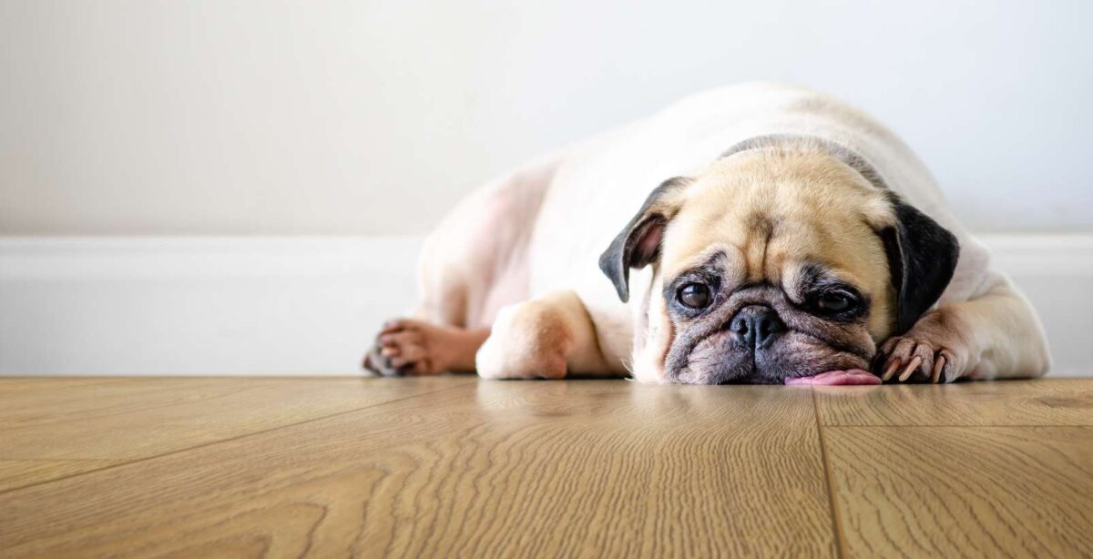 K326 Sundance Oak - Afbeelding 1